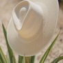 Fine Palm Rancher Hat - Sunbleached