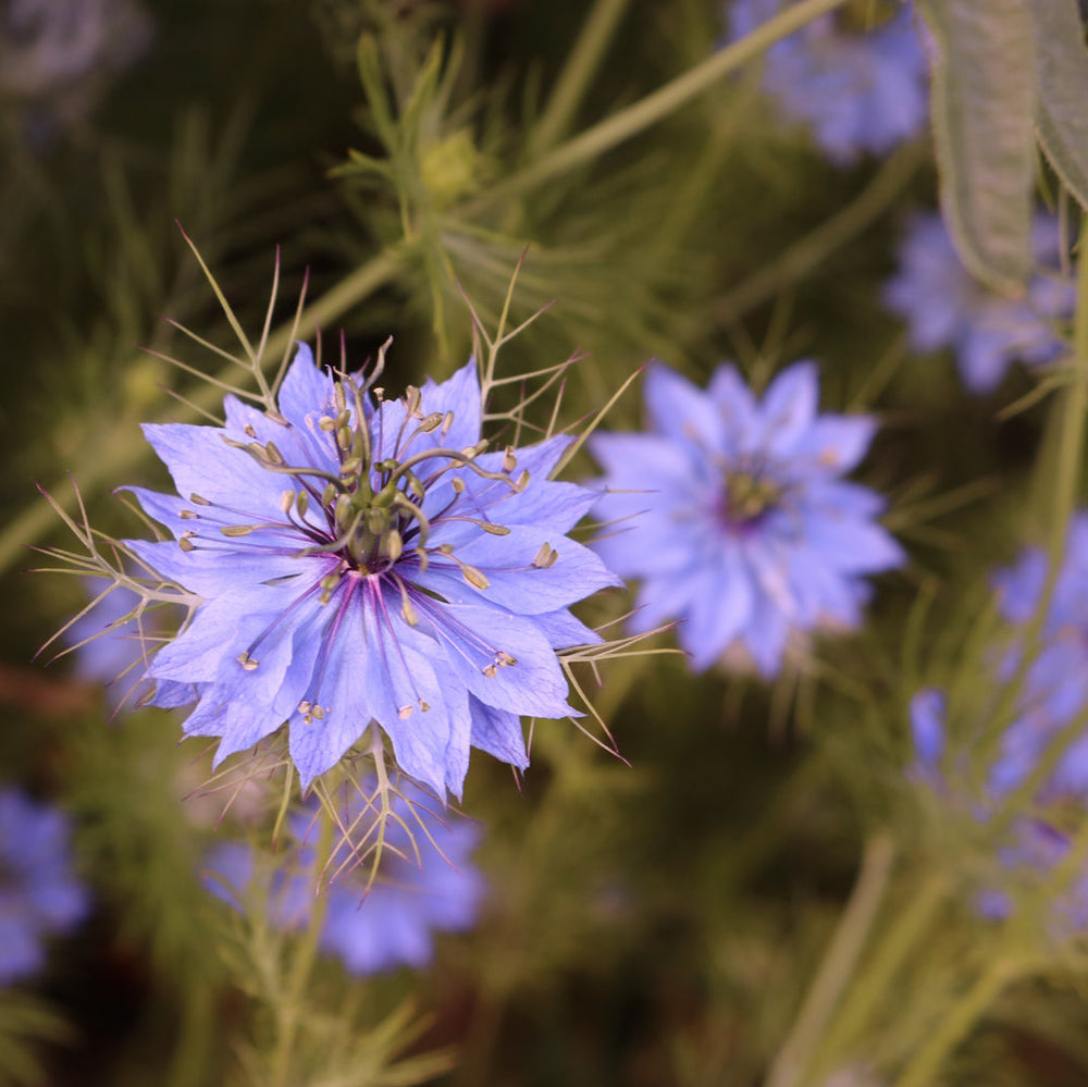 Settlers Hive - Wild Flower Seeds