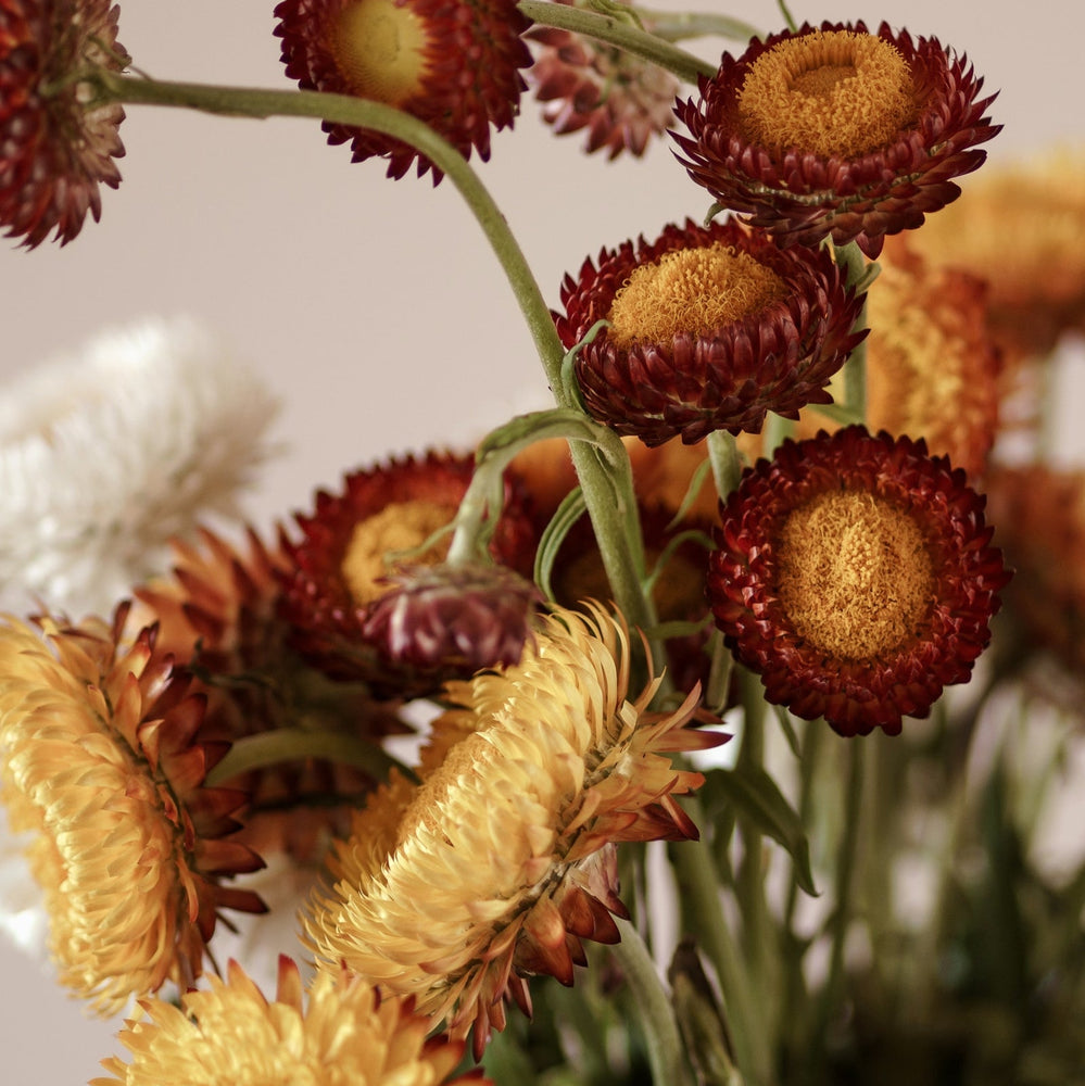 Settlers Hive - Native Strawflower Seeds