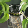 Studio Milligram - Propagation Vase