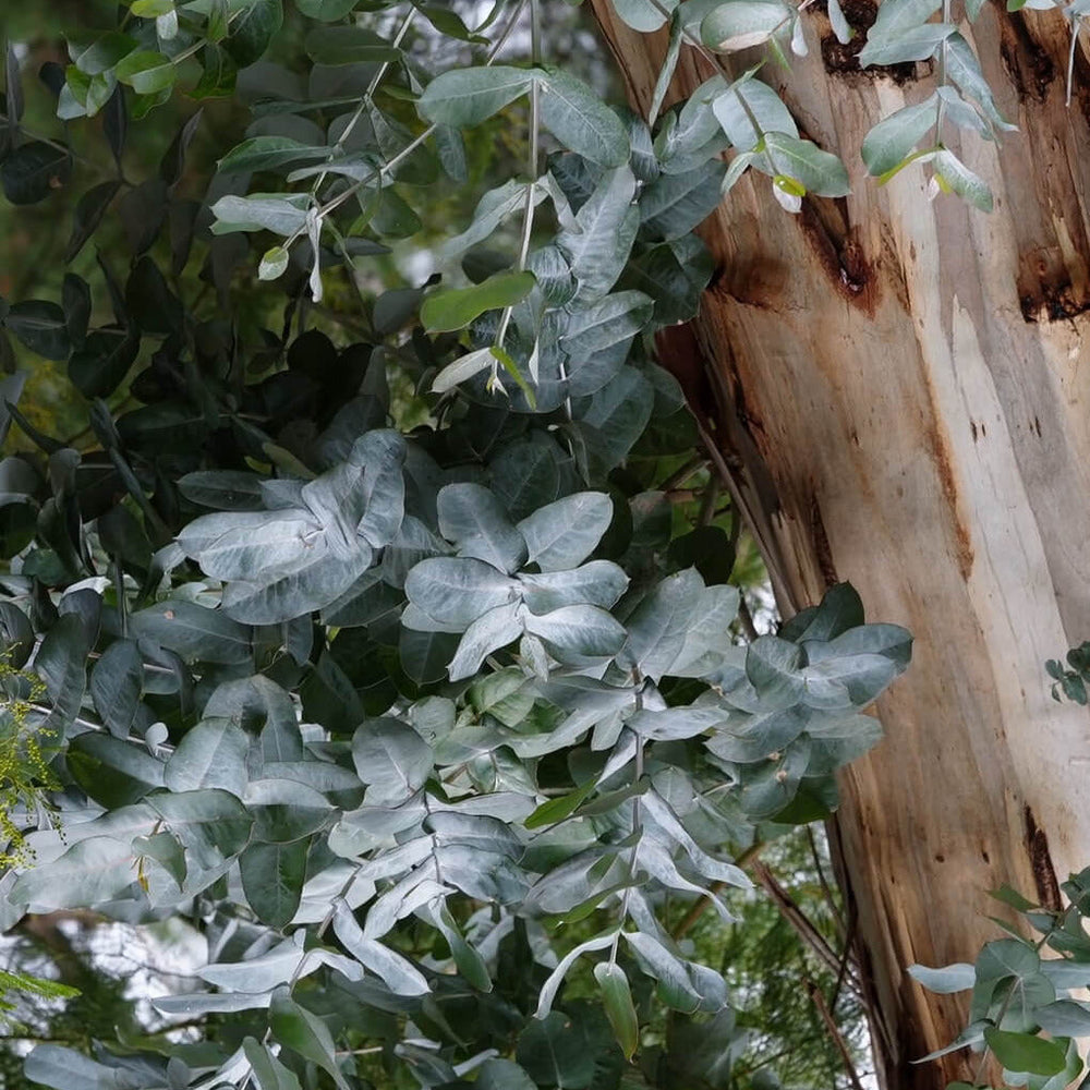 Etikette | Otways // Bush Botanicals | Room Mist - NASH + BANKS