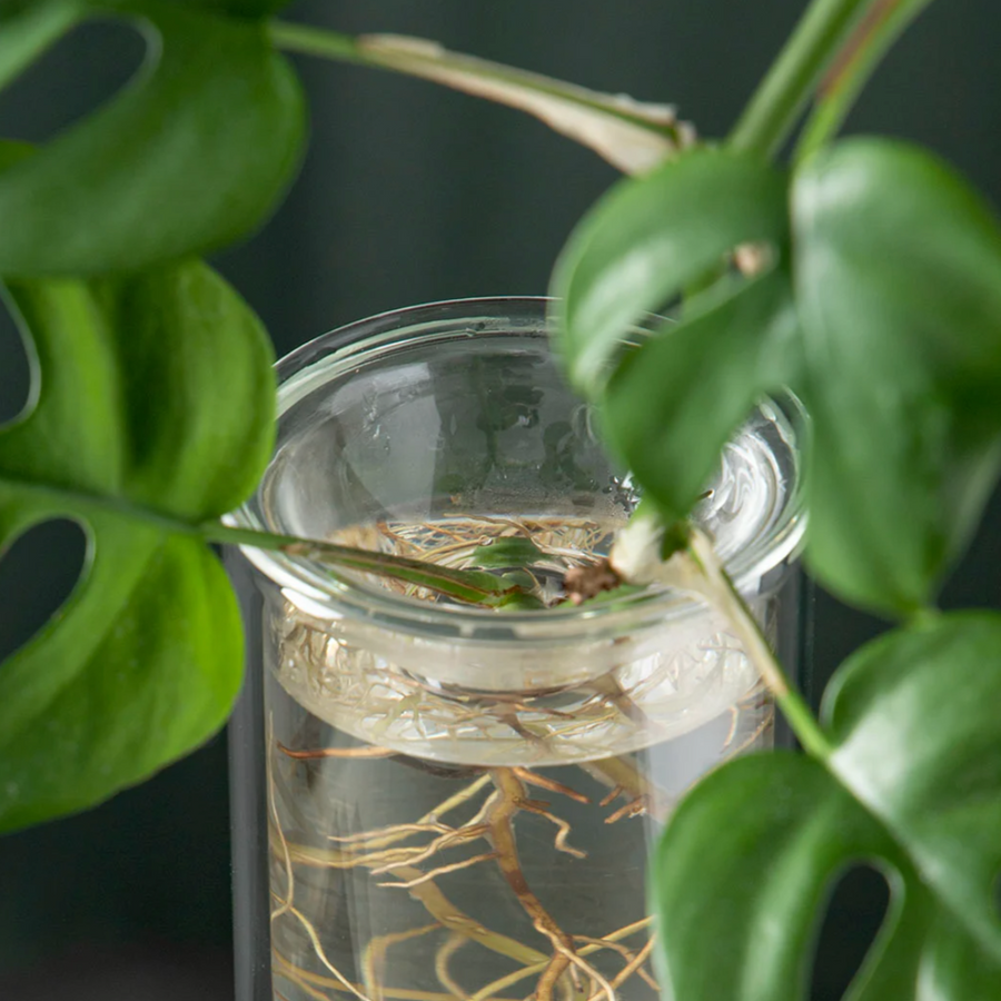 Studio Milligram - Propagation Vase